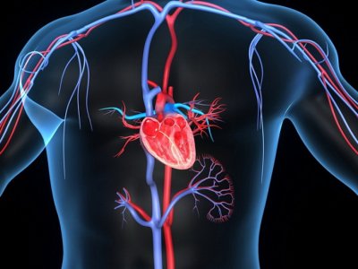 Alimlərin yaratdığı süni ürək klapanı köçürülmədən sonra inkişaf edir  