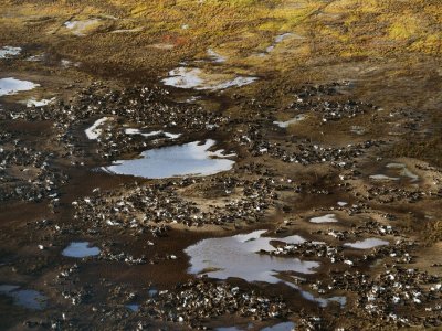 Alimlər: 2100-cü ilə qədər Arktikada buz olmayacaq