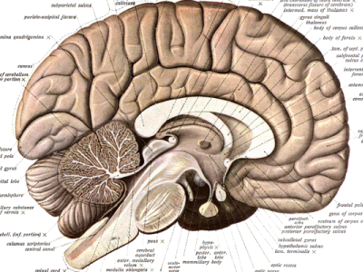  Alimlər beyin atlası tərtib etdilər