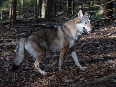 Alimlərdən yeni araşdırma: bəzi it cinslərində canavar DNT-si 40%-ə çatır
