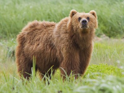Hindistanda ayı məktəbə daxil olub:Qapını&nbsp;sındıraraq şagirdi aparıb