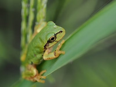 Yapon alimlərindən xərçəngə qarşı gözlənilməz kəşf