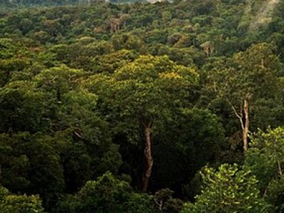 Amazon meşələri görünməmiş iqlim şəraitinə daxil olur