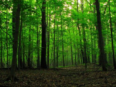 Alimlərdən tropik meşələrin bərpası ilə bağlı mühüm kəşf