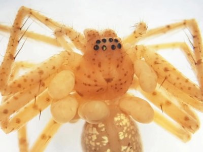 Braziliyada yeni gənə növü tapıldı