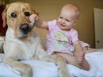 Ev heyvanı yeniyetmələrin psixi sağlamlığı dəstəkləyir