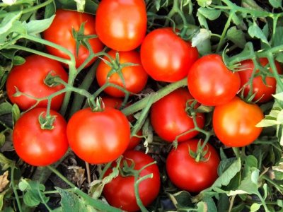 Çin alimləri popkorn dadı verən pomidor hazırlayıblar