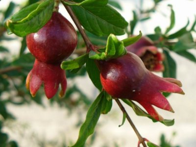 Nar yarpaqlarında sinirləri və ürəyi qoruyan maddə aşkar edilib