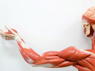 Alimlər: Fiziki gücünüz ömrünüzü uzada bilər&nbsp;