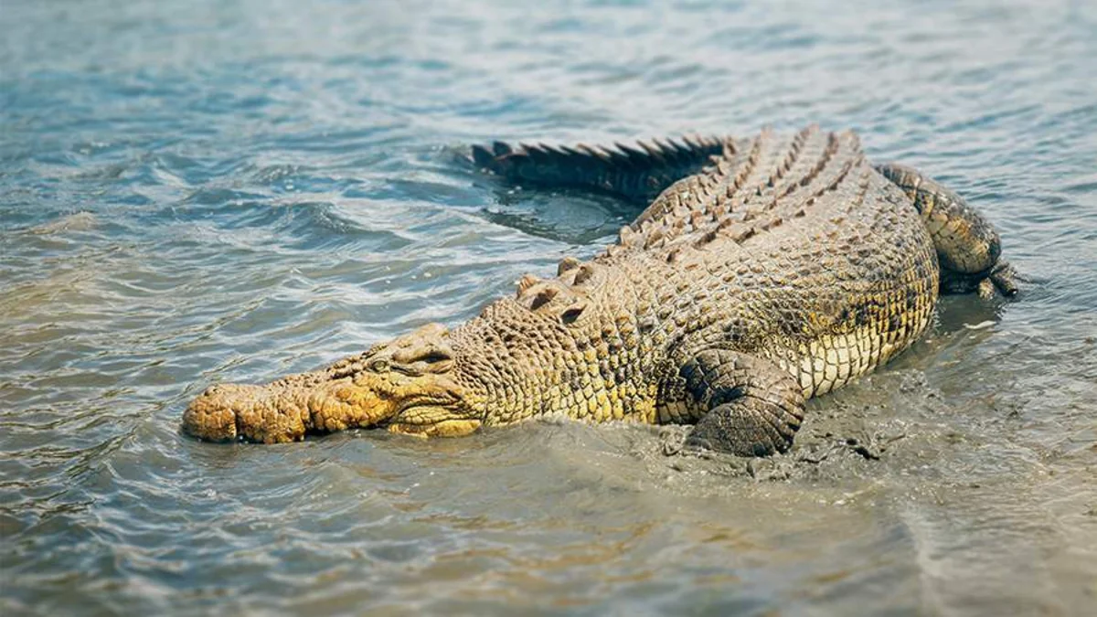 Yeni timsah növü kəşf edilib
