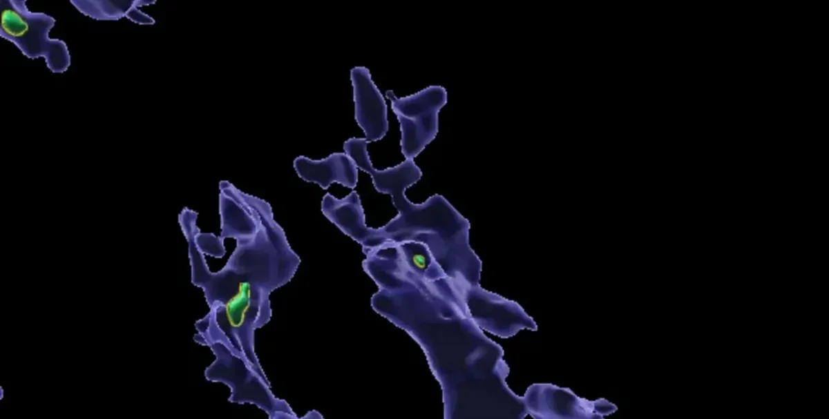 Alimlərdən mikroplastiklə bağlı YENİ TƏDQİQAT