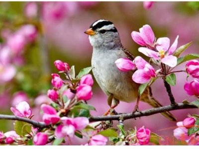 Azərbaycana yaz gəldi