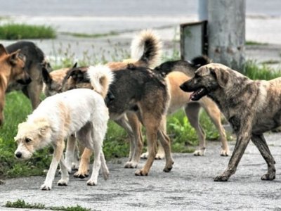 Sahibsiz it beşinci sinif şagirdinə hücum etdi