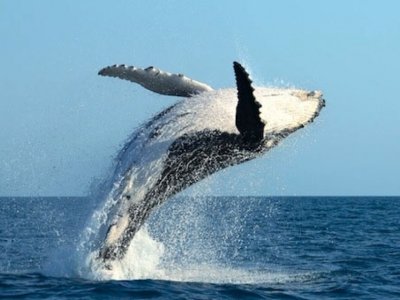 Alimlərdən həyəcan təbili: Balinalar təhlükə altındadır