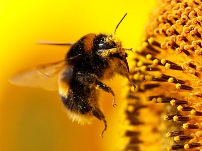 Arılar saymağı bacarır -&nbsp;yeni araşdırma təsdiqlədi