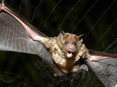 Taylandda yarasalarda yeni koronavirus aşkar edilib