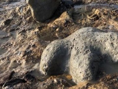 Tailandda yeni nəhəng dinozavr növü aşkarlanıb