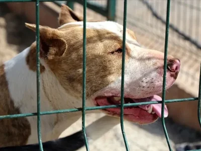 4 yaşlı uşaq pitbull hücumu nəticəsində həyatını itirib