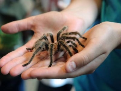10 yaşlı uşaq yeni&nbsp;hörümçək növü aşkarladı