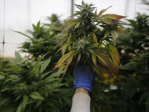 ABŞ məktəblərində marixuanadan istifadəyə icazə verildi