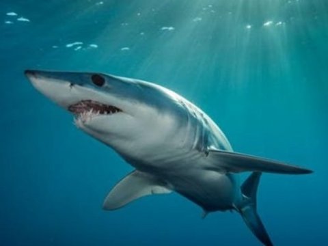 Alimlər: Köpəkbalıqları maqnitdən qorxur