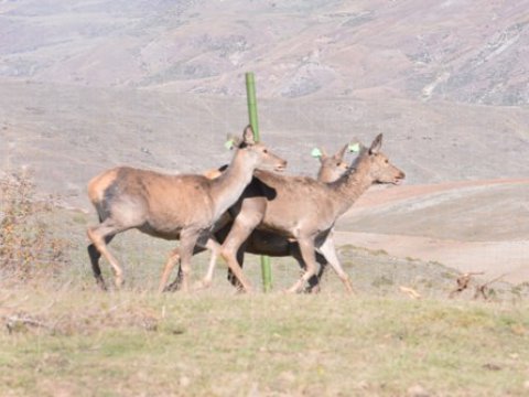 Olimpiada qalibləri Şamaxı Safari Parkında ekskursiyada