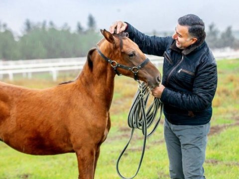 Prorektorun bahalı atını zəhərləyib, öldürdülər