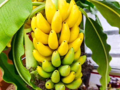 Alimlərimizin yeni işi: Abşeronda banan, manqo, avokado yetişdiriləcək 