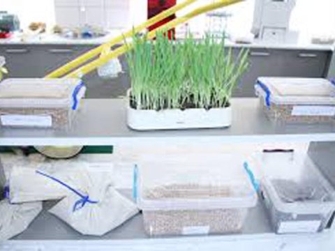 Azərbaycanda müasir toxumçuluq laboratoriyası yaradılacaq