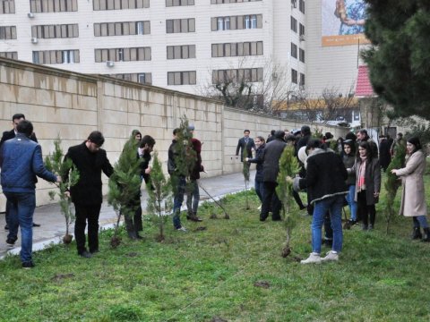 Bakı Dövlət Universitetinin 100 illiyinə 100 ağac əkilib  