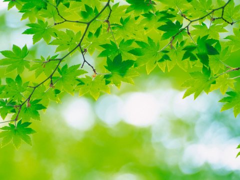 Təhsil Nazirliyi “Yaşıl məktəb” aksiyasına start verdi    