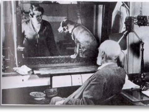 Sovet akademiki itlərlə II Dünya Müharibəsinin taleyini necə dəyişdirdi? - Elmi sınaq