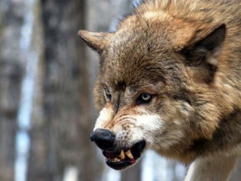 Ağdaşda məktəb direktorunun qoyunlarını canavar parçalayıb