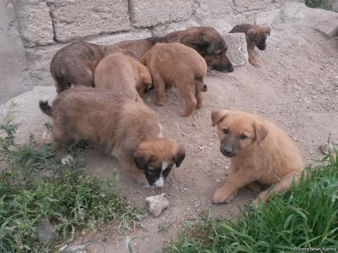 Məktəblərdə heyvanlara sevgi aşılanmalı, şagirdlərə bu istiqamətdə dərslər keçilməlidir - EKSPERT