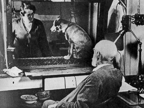 Alman tanklarını itlərin sayəsində partladan akademik – Müharibədə elmi eksperiment  