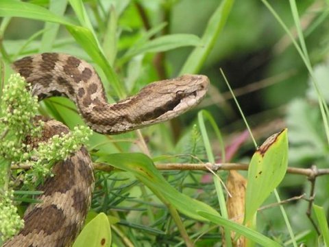 Zoologiya İnstitutu ilanlarla bağlı əhaliyə xəbərdarlıq etdi - Ehtiyatlı olun!