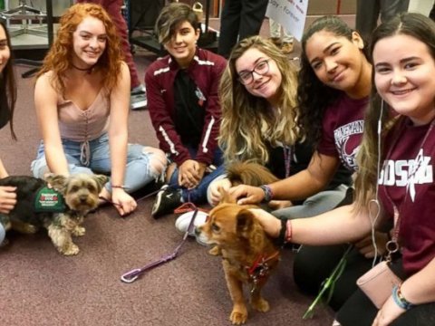 Terrordan sonra şagirdlərə dəstək üçün məktəbə gətirilən itlər - FOTO