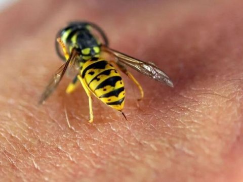 Məktəb müəlimi arı sancmasından həyatını itirdi  