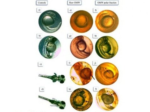 Alimlərdən  zeytun yağı istehsalı ilə bağlı  XƏBƏRDARLIQ