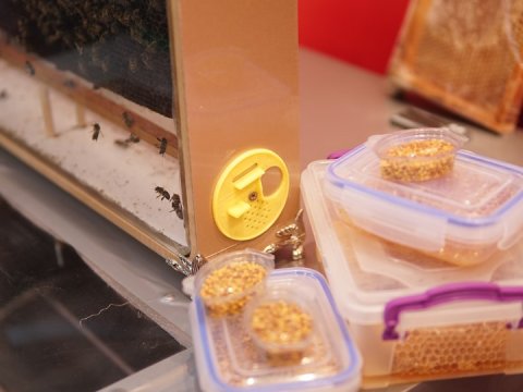 Bu  müəllimin yaratdığı  qurğu balı təbii üsulla hazırlayacaq – Gəncədə ixtira  