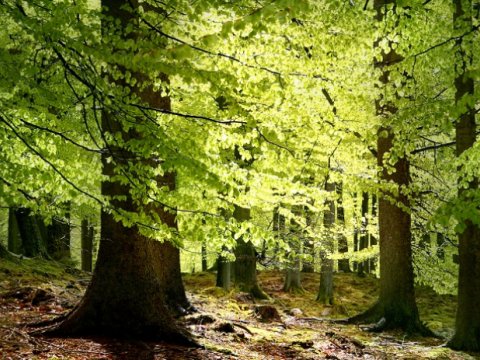 Lənkəranda itkin düşən məktəbli meşədə tapıldı