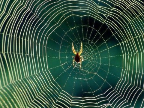 Hörümçək toru əsasında yeni biokompozit hazırlanıb