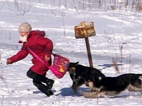 Küçə itləri məktəbli uşağa hücum etdi 