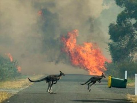 Avstraliyadakı meşə yanğınları planetə hansı zərbələri vuracaq? – Direktor müavini danışdı