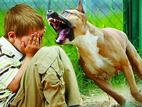 İt dişləməsindən ölən şagirdlə bağlı AÇIQLAMA: “Poliklinikaya getməyib”