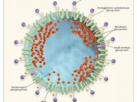 SARS-CoV-2 koronaviruslar arasında çempion adlandırıla bilər