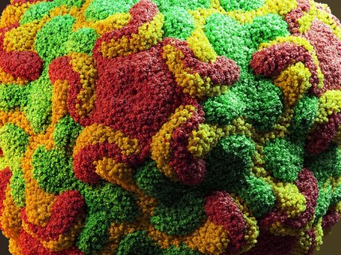 Rusiyada orta məktəbdə 100-dən çox uşaqda rinovirus aşkarlandı