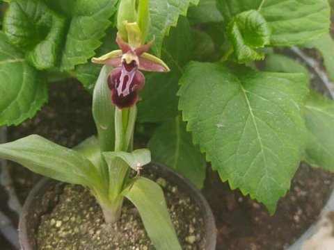 Paytaxt məktəbində Xarıbülbül yetişdirildi  