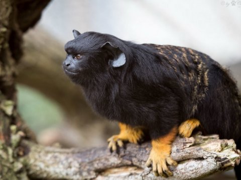Tədqiqatçılar: Meymunlar qarşıdurmaya yol verməmək üçün yad səsləri təqlid edir  