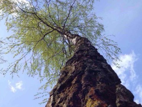Mikroplastikləri udan ağac tapılıb - FOTO
